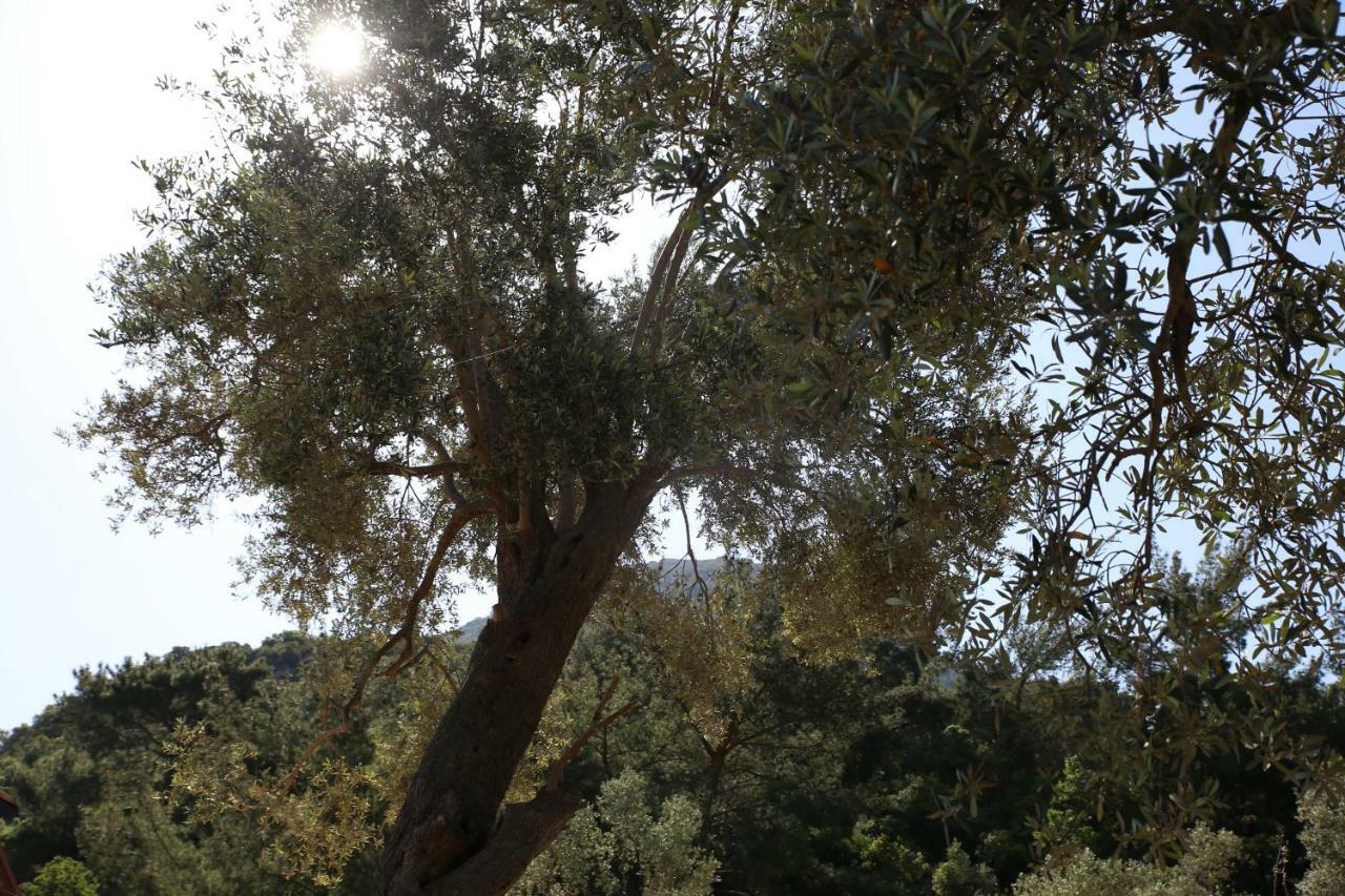Artolive Datca Exterior photo